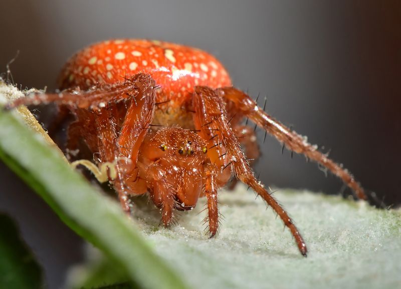 паук, макро, насекомые, природа, nature, spider, macro Прекрасный ужас)) фото превью