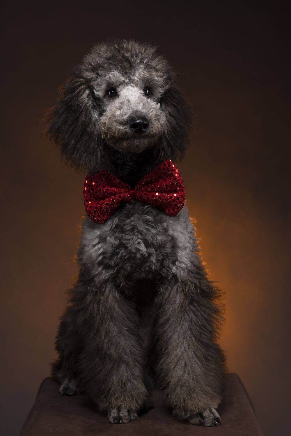 Малый пудель, Пономарев Илья