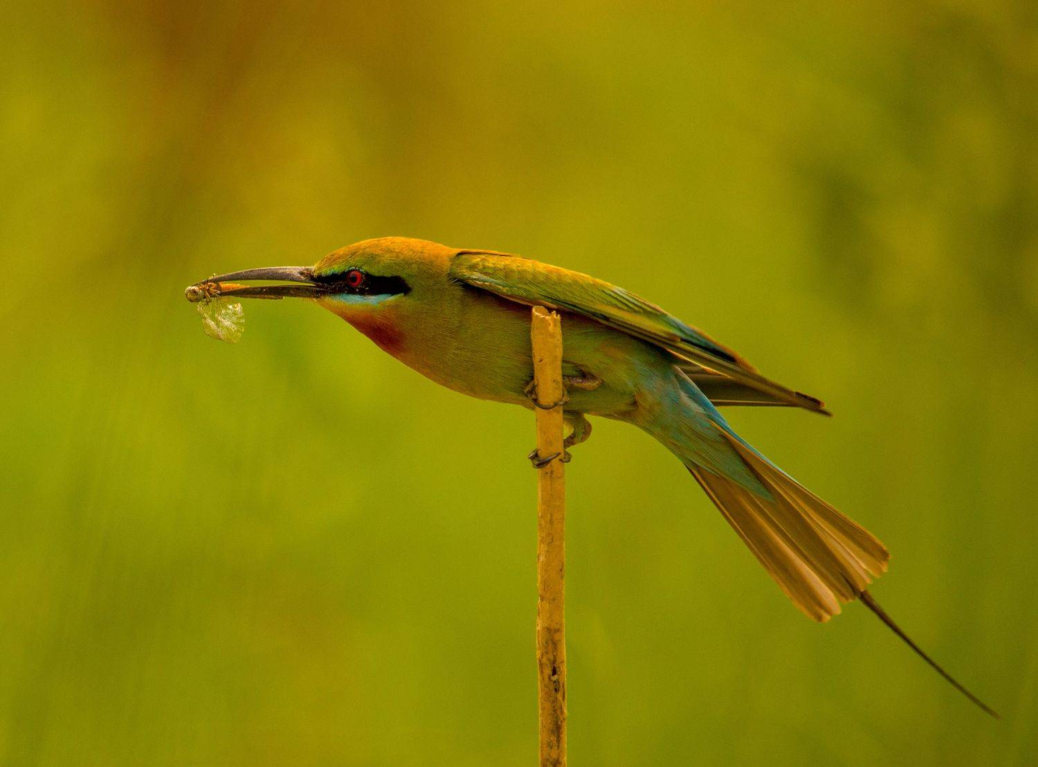 #bird #natgeo #photography #birdphotography #nature #beeeater #green #animal #wildlife, Shadab Ishtiyak
