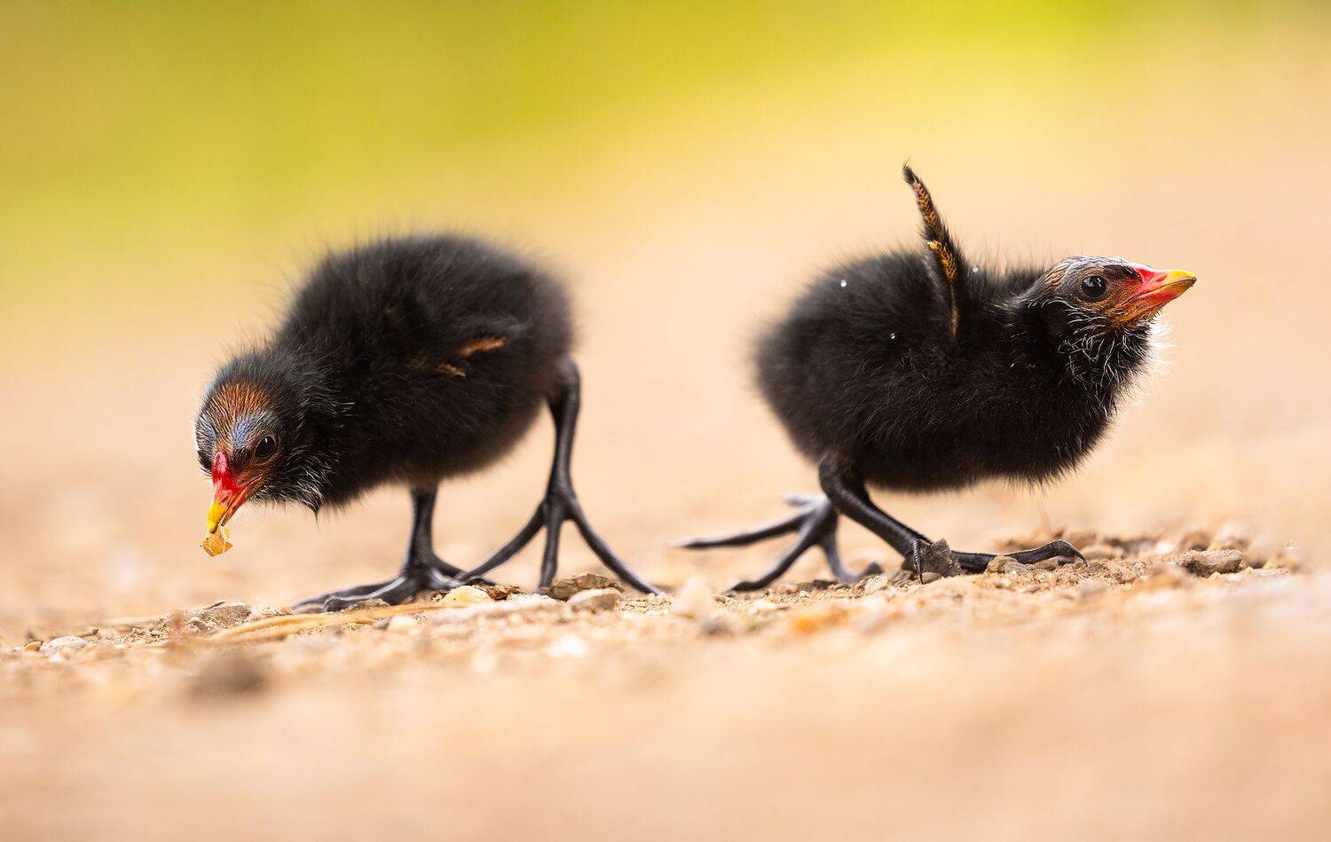 , Robert Adamec