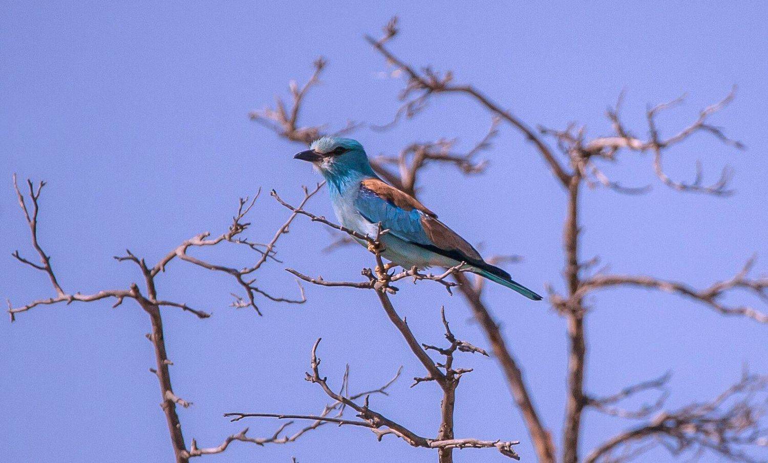сизоворо́нка , обыкнове́нная сизоворо́нка , сивоворонка, или ракша (лат. coracias garrulus) &mdash; птица отряда ракшеобразных размером с дрозда., Сергей цыбизов