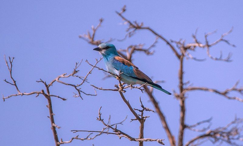 сизоворо́нка , обыкнове́нная сизоворо́нка , сивоворонка, или ракша (лат. coracias garrulus) — птица отряда ракшеобразных размером с дрозда. СИЗОВОРОНКА фото превью