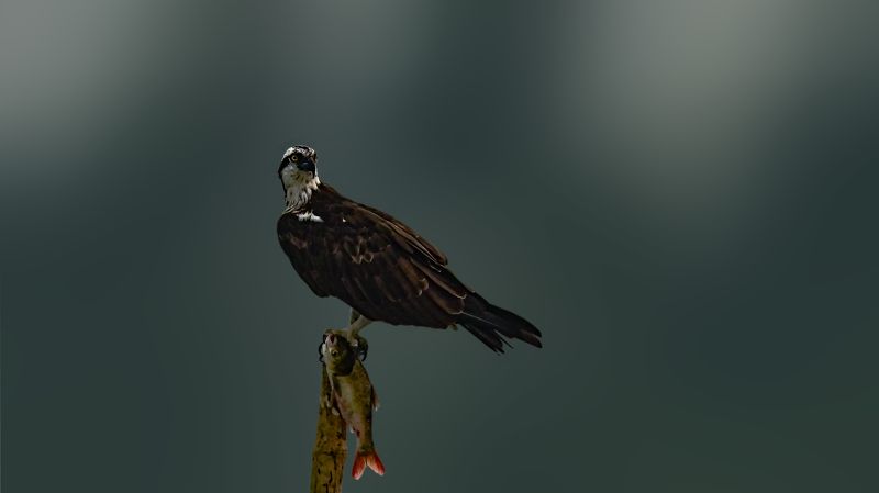 wild,wildlife,nature,bird,birds,fishing Osprey фото превью
