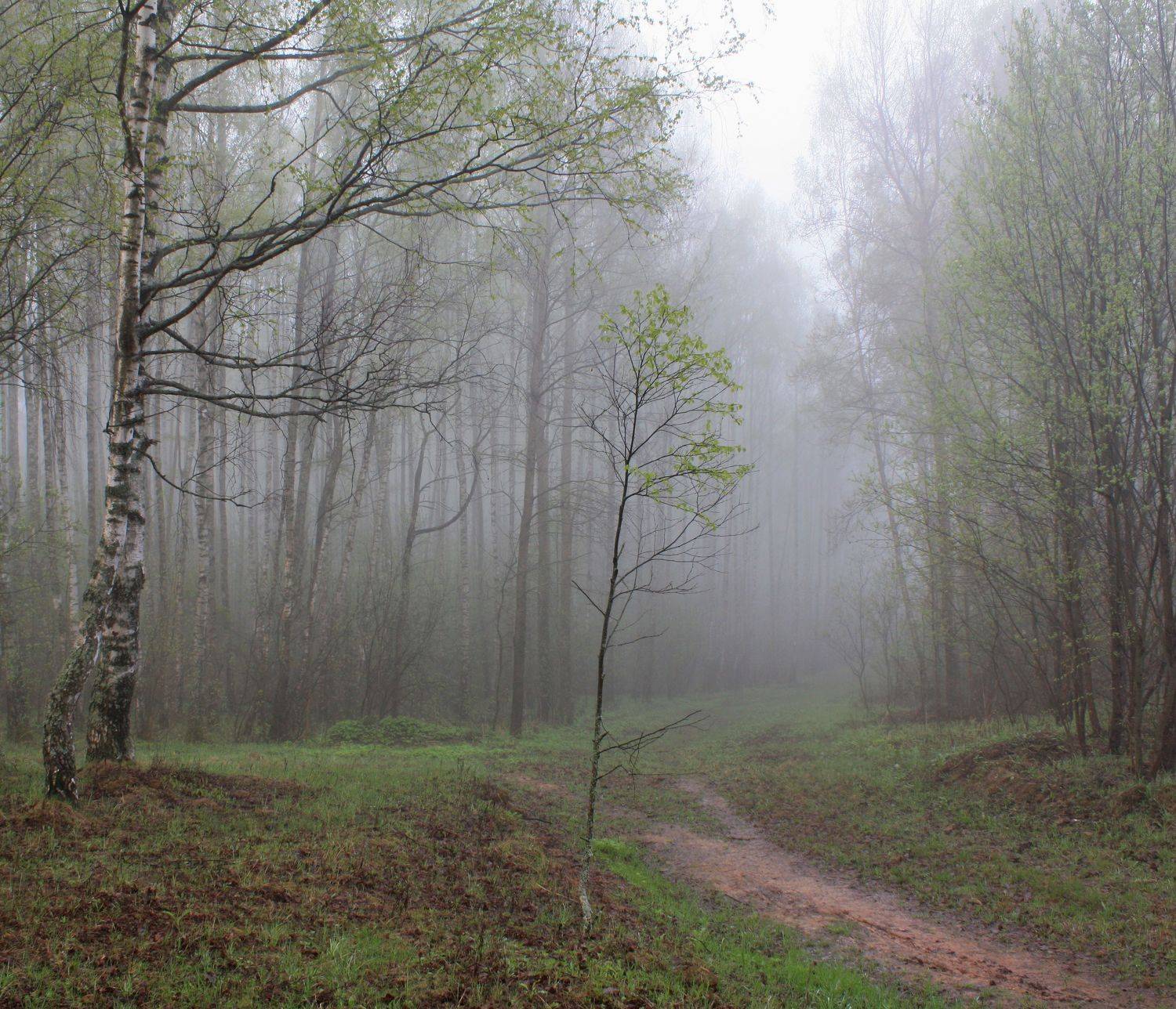 весна , лес, Александр Свистков