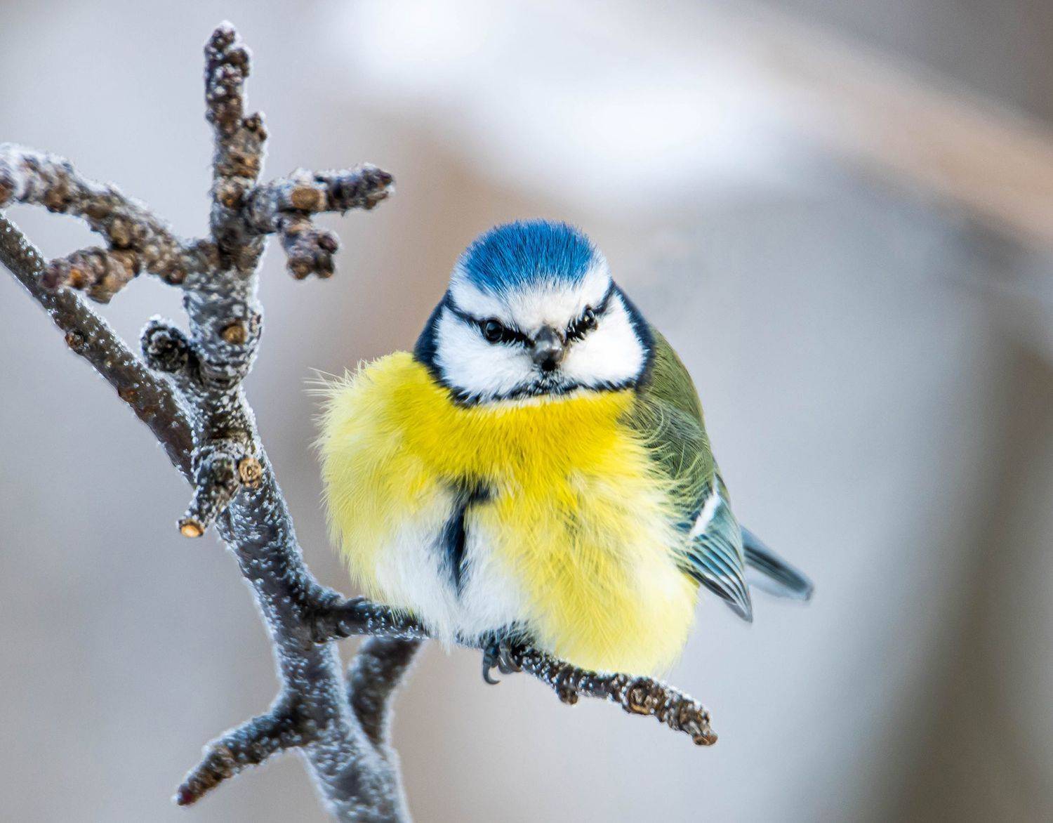 , Виктор Волынский