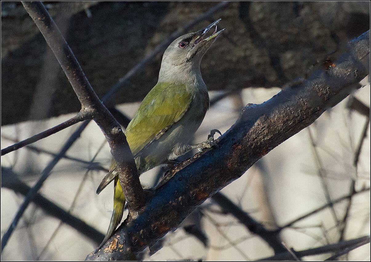 москва, зима, парк, птица, седой дятел, АНАТОЛИЙ ДОВЫДЕНКО