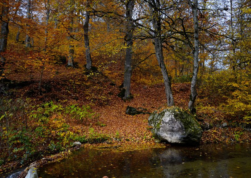 медные буки фото превью