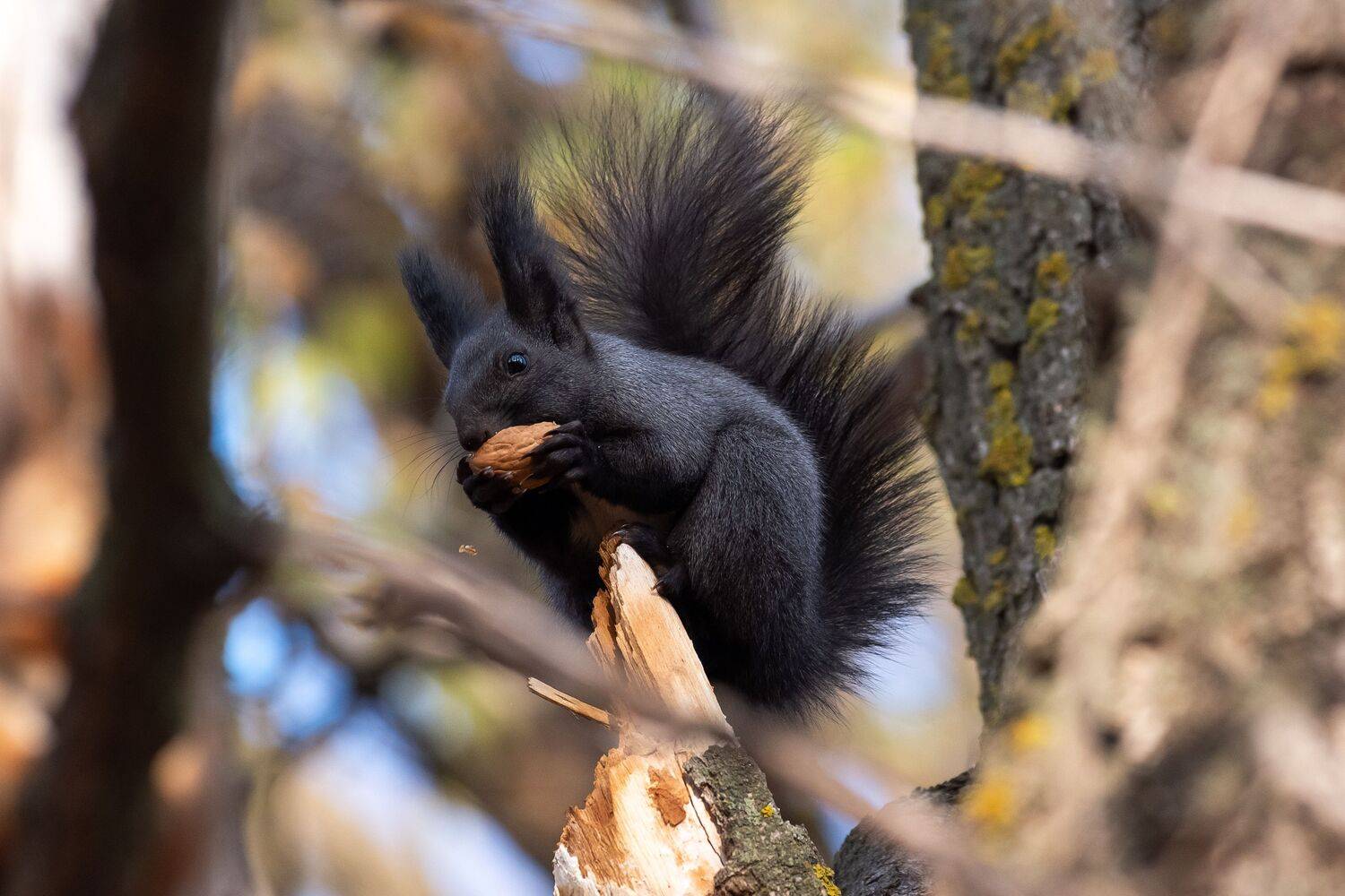 Sciurus vulgaris, volgograd, russia, wildlife, , Сторчилов Павел
