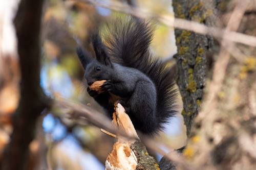 Sciurus vulgaris