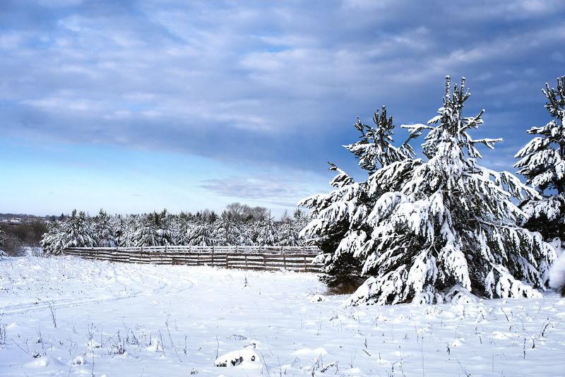 Важные Ели фото превью