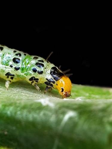 My macro photography world