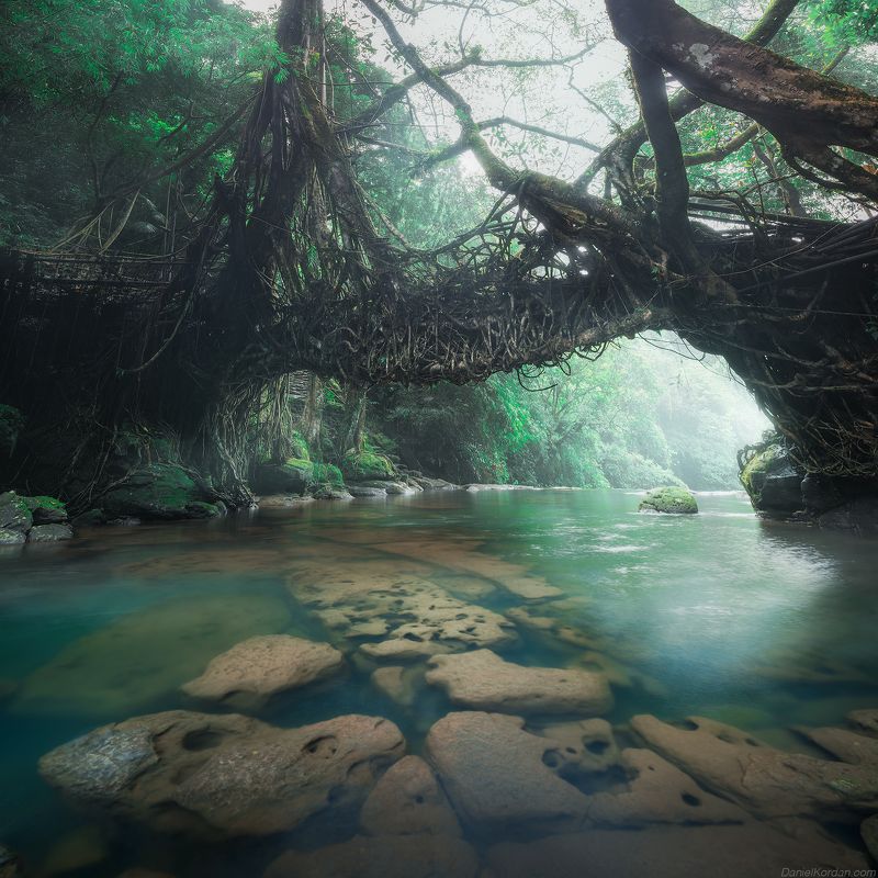 Living root  bridges of Meghalaya