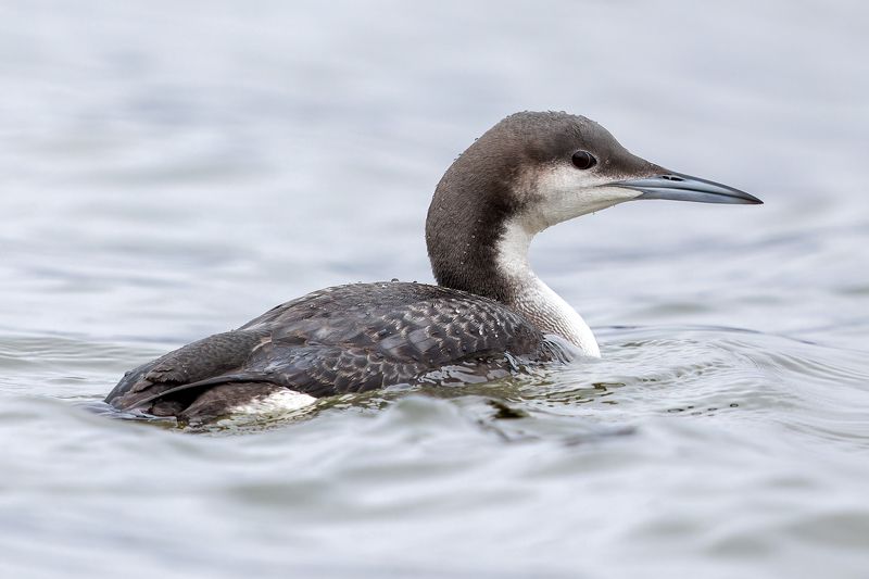 Arctic loon фото превью