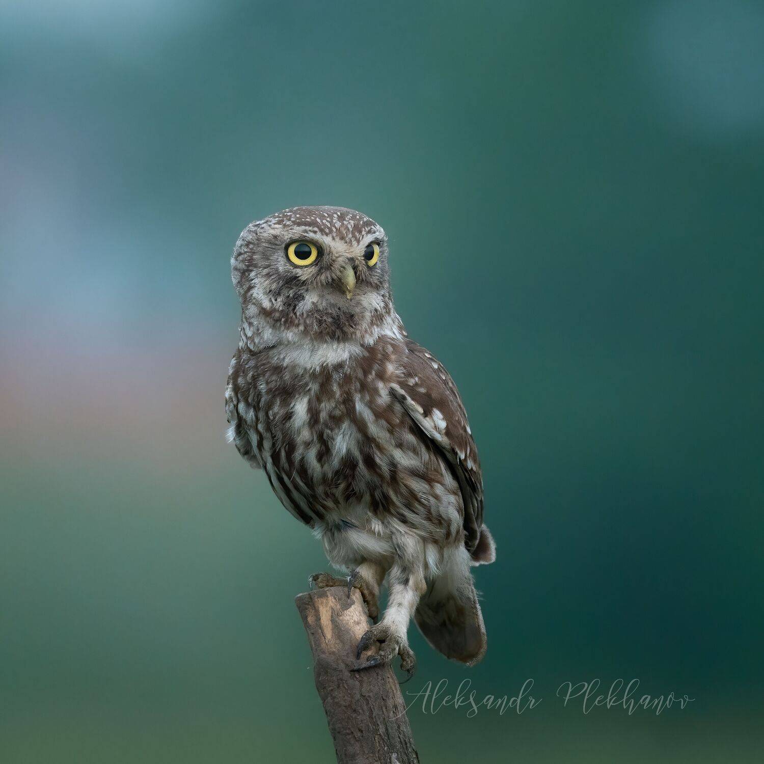 wildlife, Александр Плеханов