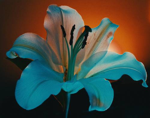 Glow