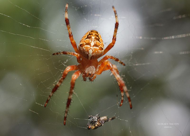 Лесная трапеза фото превью