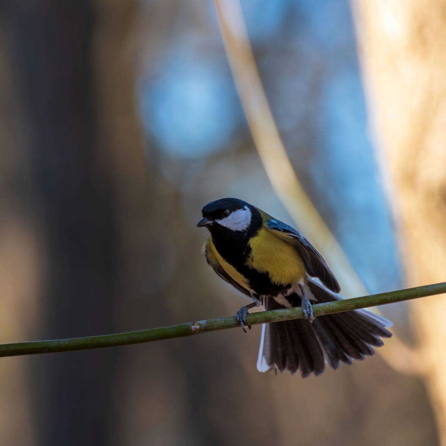 большая синица, Алексей Рыльский
