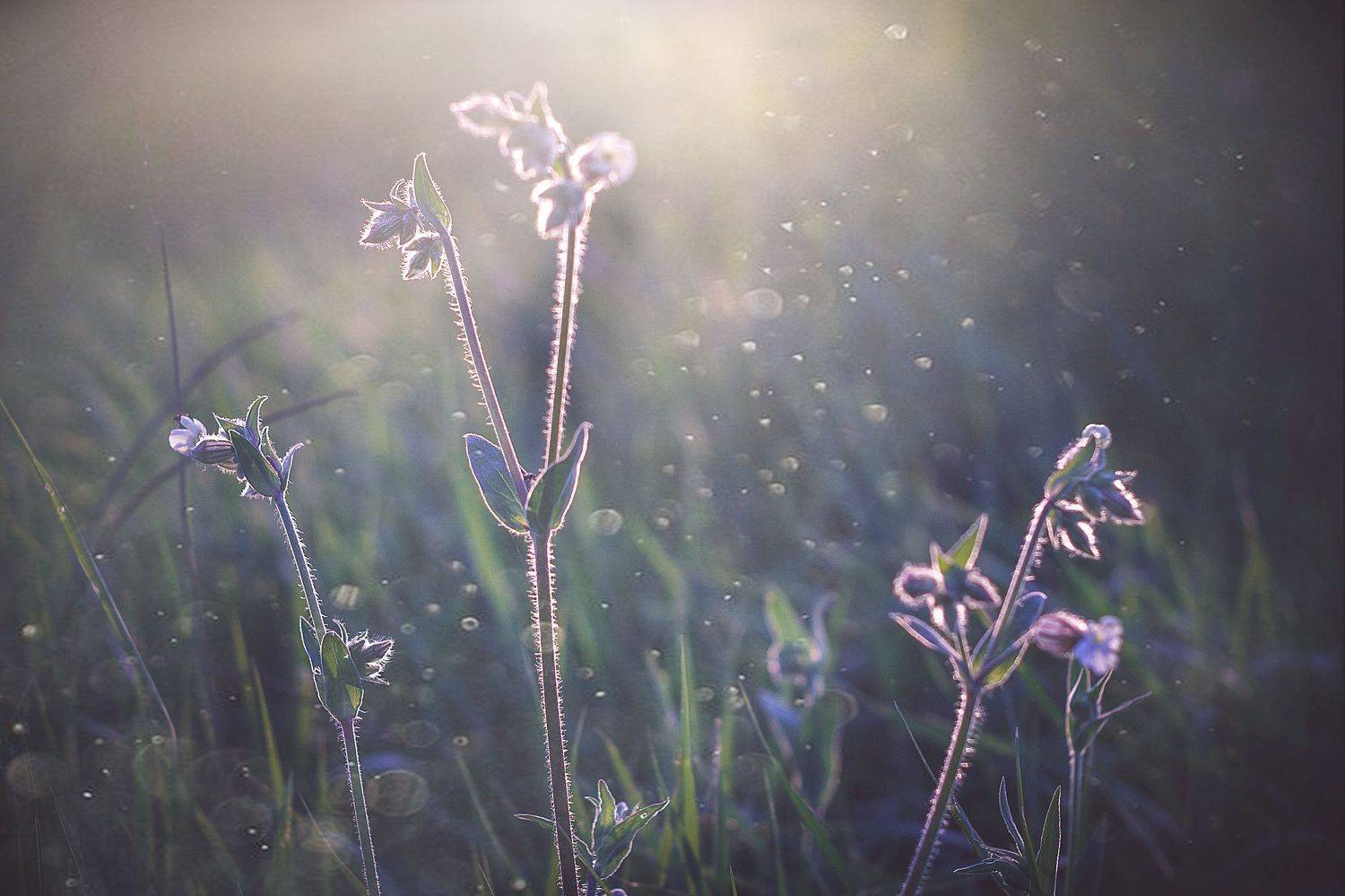 , Алиса Саниева