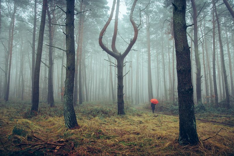 утренняя прогулка в сосновом лесу morning walk pine forest foggy alone melancholy red umbrella trees fog dark nature Morning walk in the pine forest фото превью