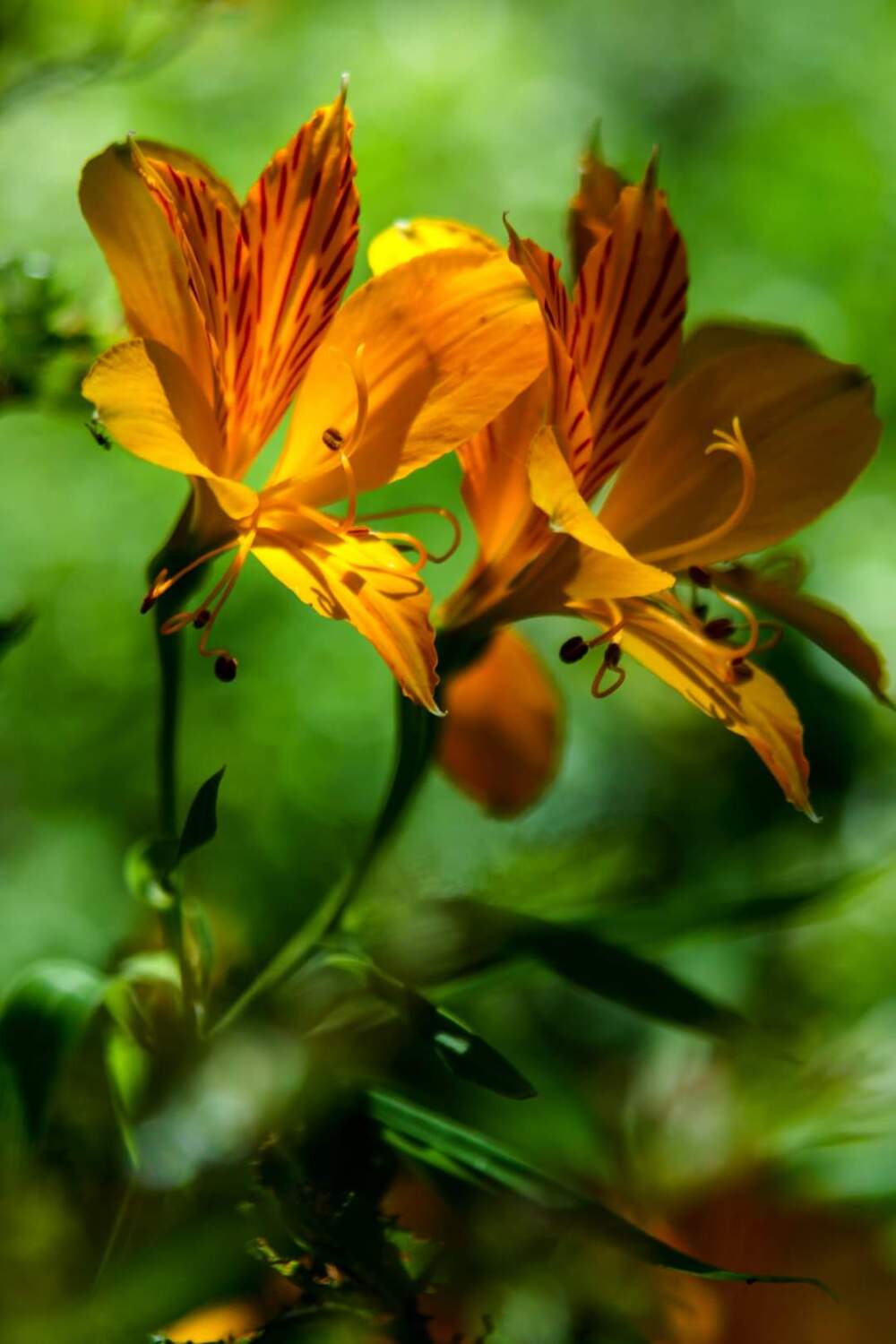 macro, flowers, flower, macro photography, photography, photo, bastian cifuentes araya, periodistafurioso, nature, nature photography,, Cifuentes Araya Basti&aacute;n