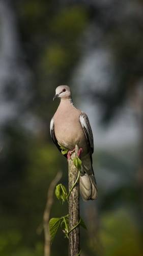 Spotted dove