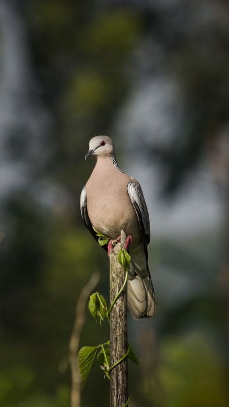 Spotted dove фото превью