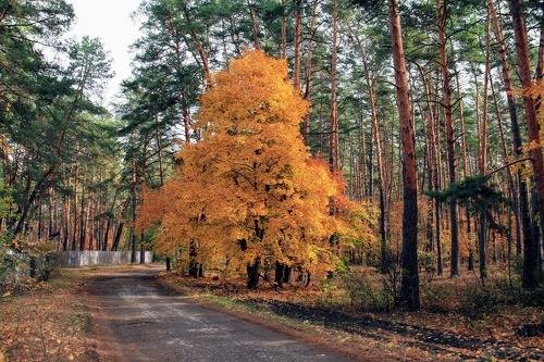 золото осени 