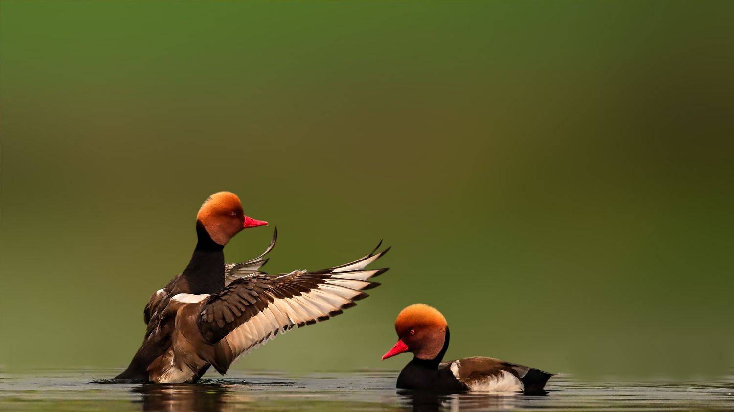 wildlife,wild,bird,birds,nature,water,lake,colorful,pochard, Pinaki Ghosh