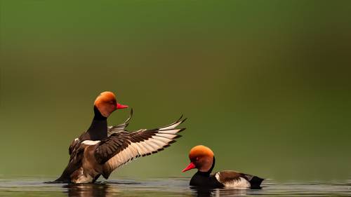 The red-crested pochard 