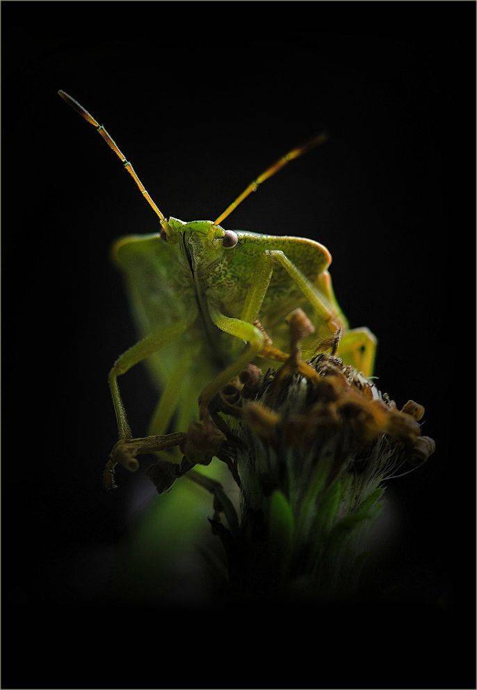 клоп, зелёный, Сергей Аникин