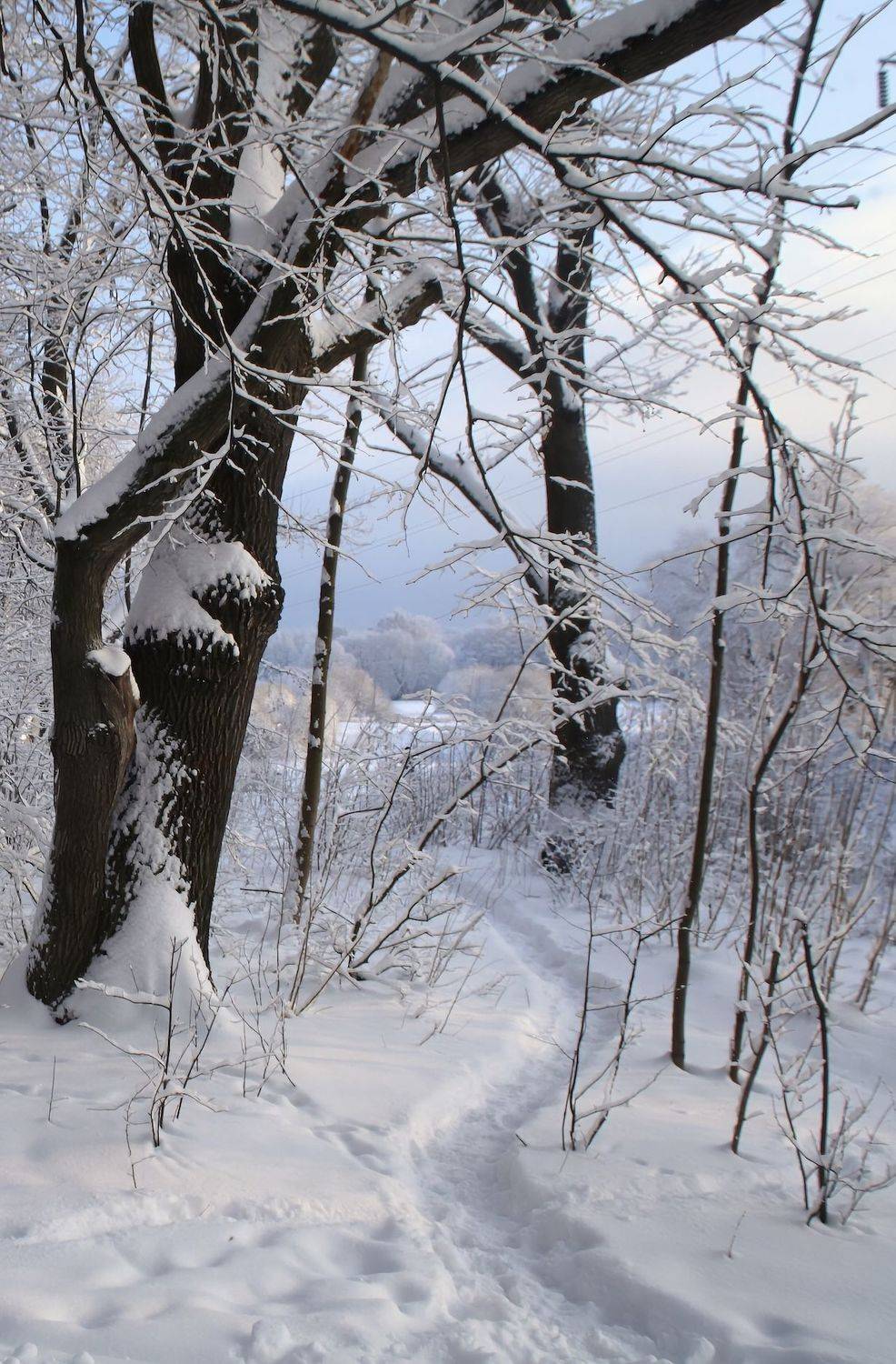 зима, winter, природа, nature, landscape, пейзаж, лес, forest, снег, snow, Julia Kaissa