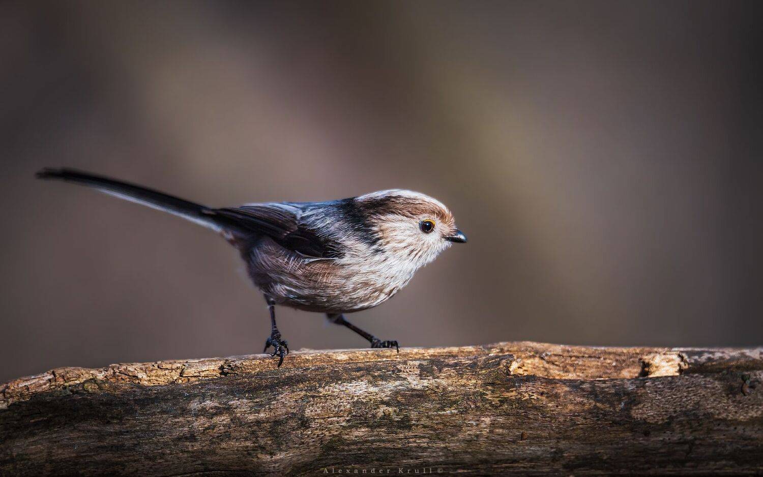 длиннохвостая синица,, Круль Александр