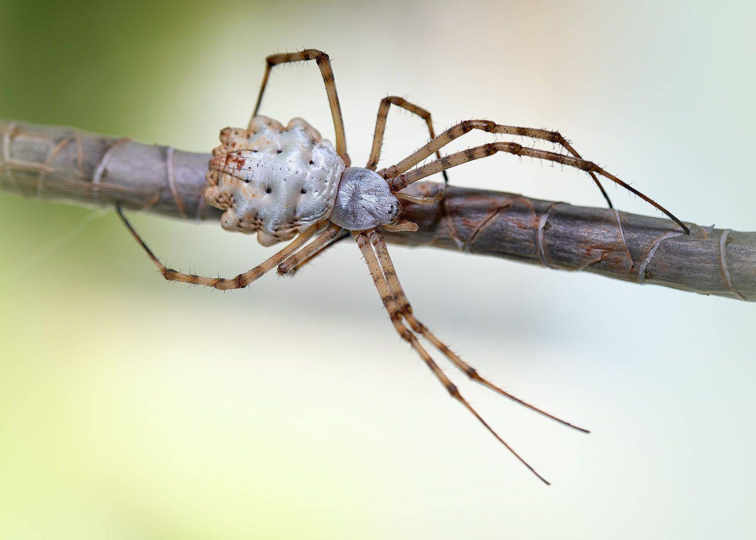 macro, spider, georgia, PAPKIAURI TORNIKE