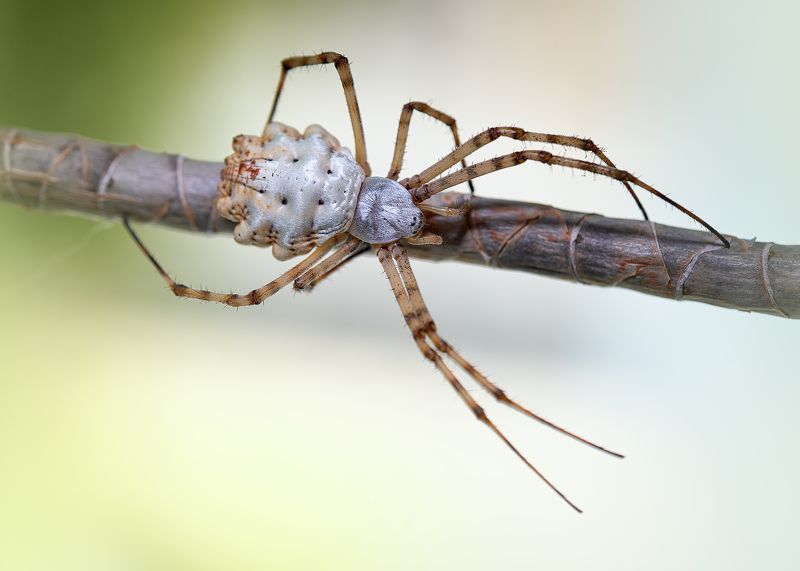 macro, spider, georgia Аргиопа фото превью