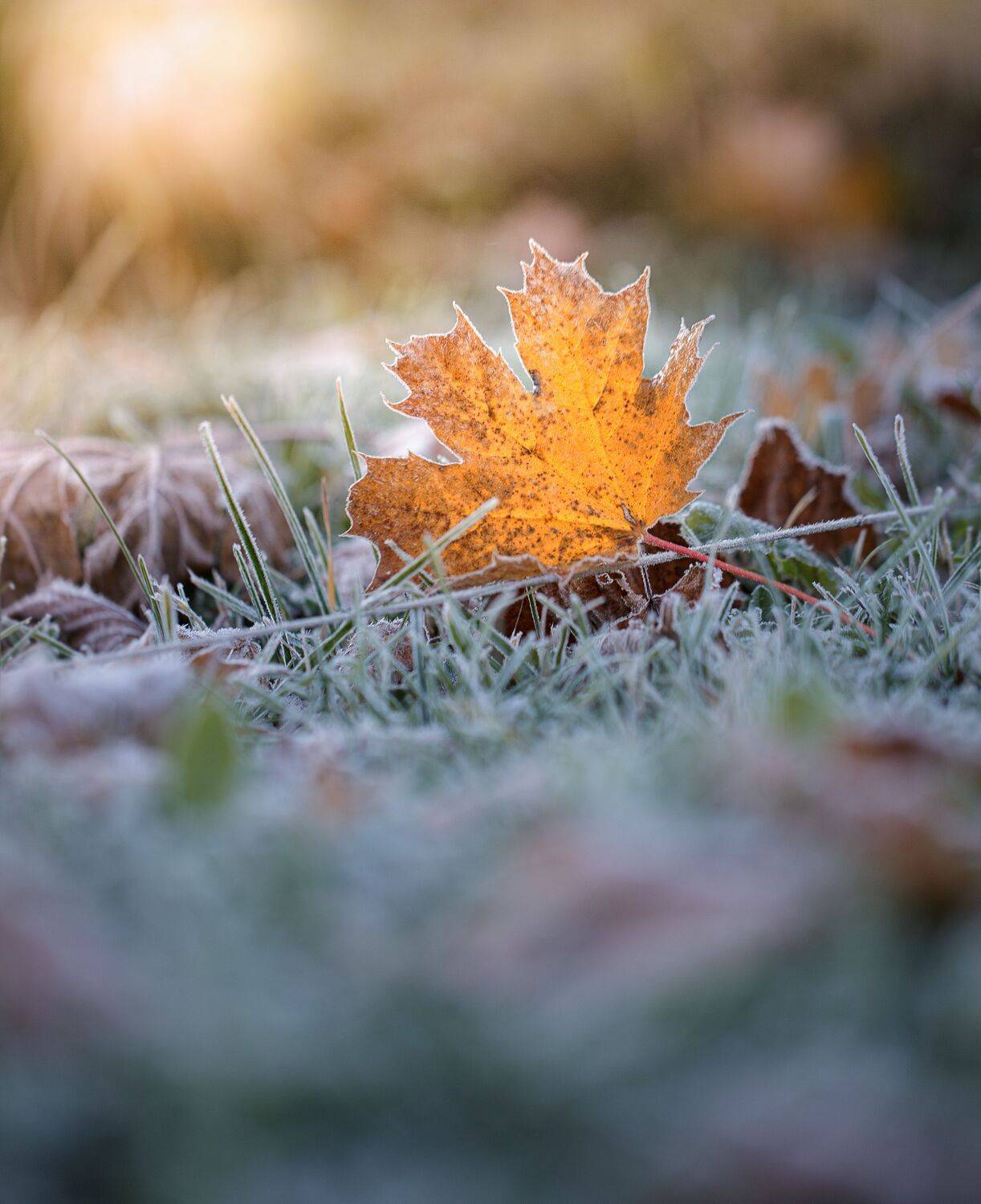 , Зеленько Дмитрий