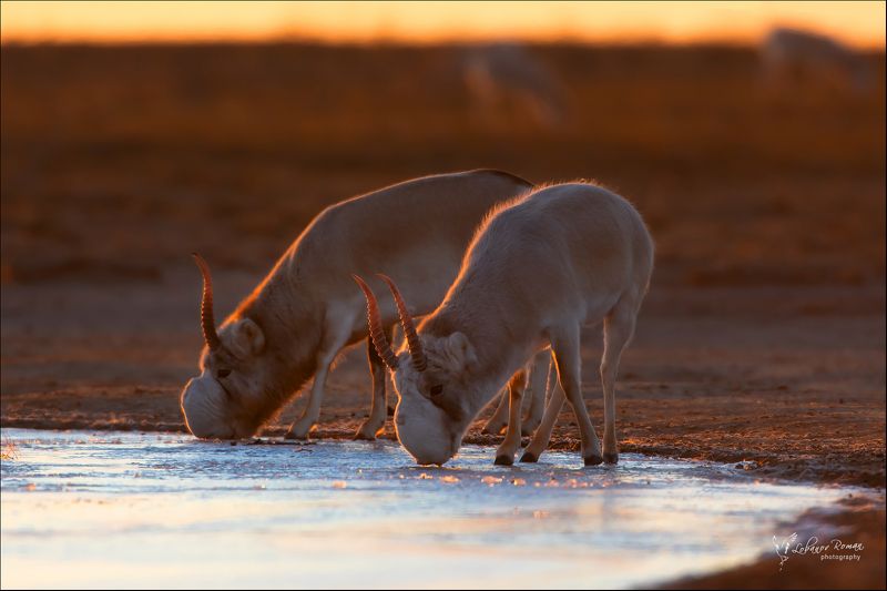 * * * фото превью