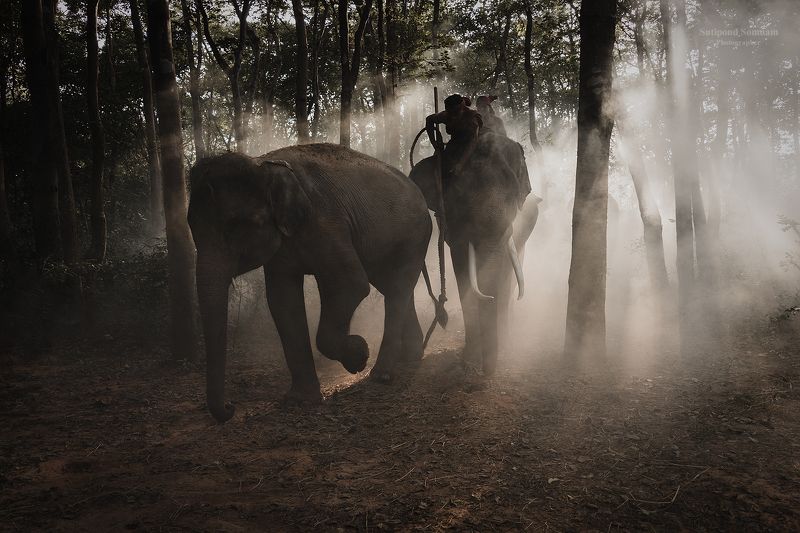 elephant  фото превью