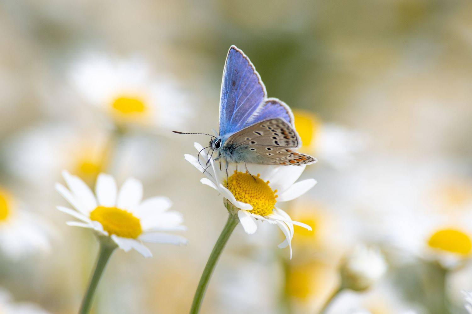 Polyommatus icarus, volgograd, russia, wildlife, macro ,macro photo, butterfly, , Сторчилов Павел
