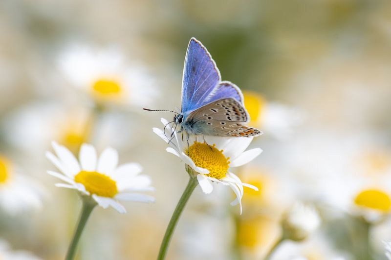 Polyommatus icarus фото превью