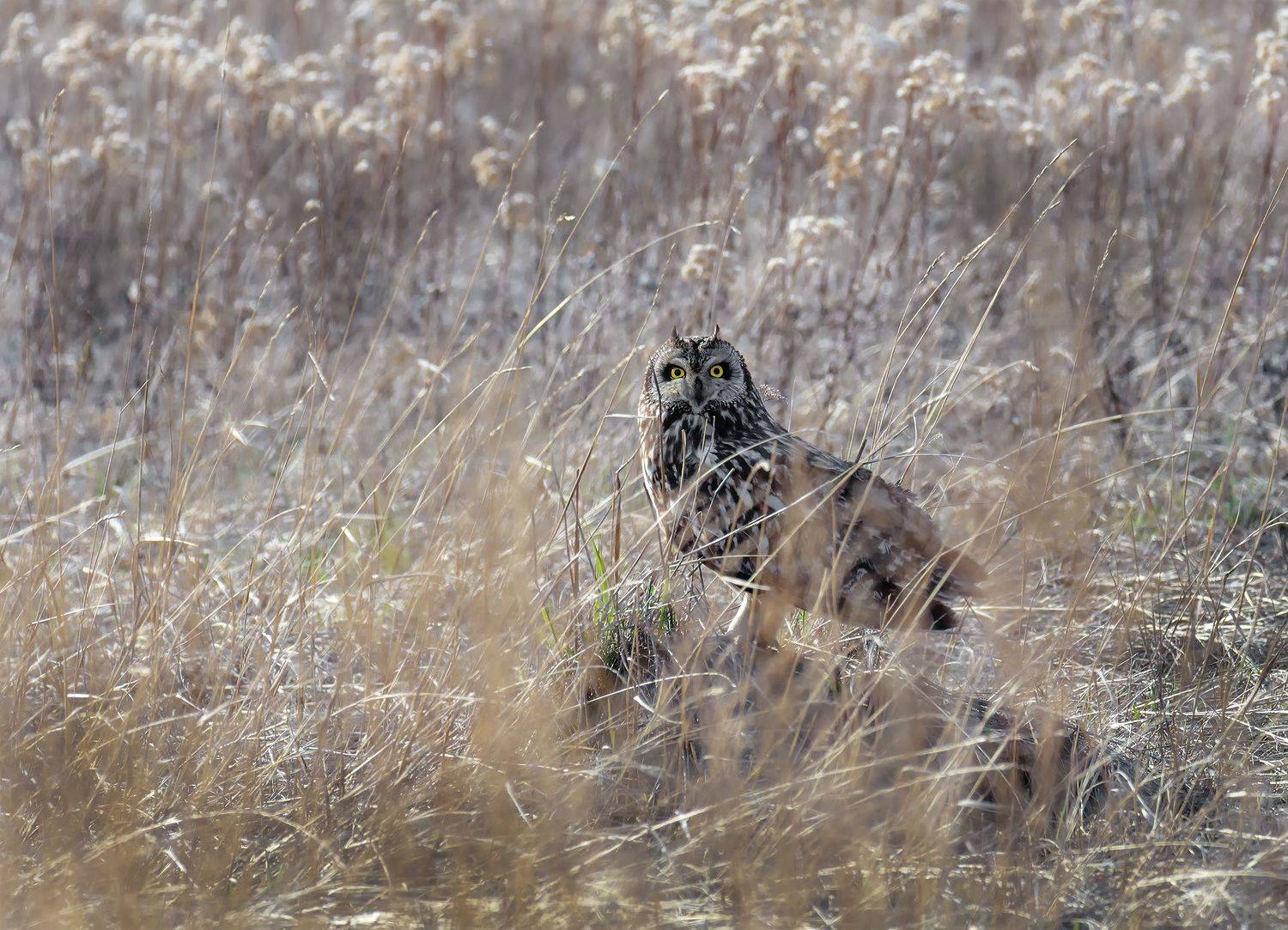 птица, болотная сова, степь, болото,, Марина Мочалова