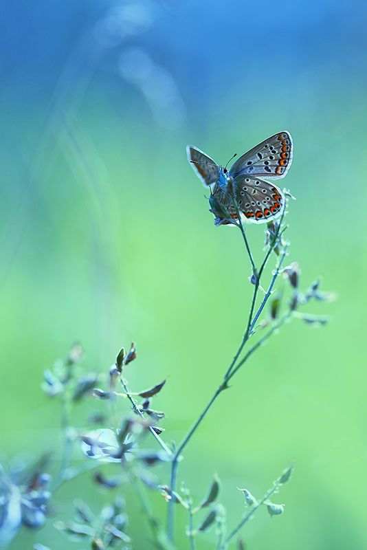 Навстречу судьбе фото превью