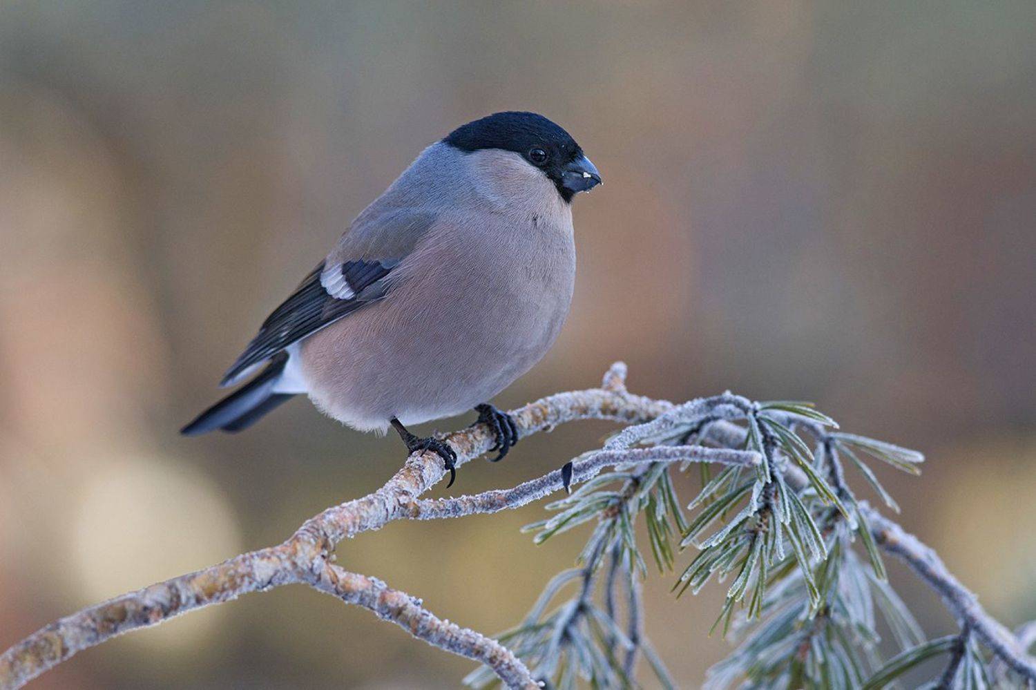 снегирь,самка,зима,мороз, бор, Иван