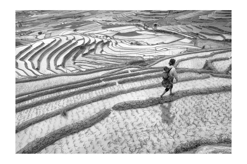 Rice&Icon of Vietnam фото превью