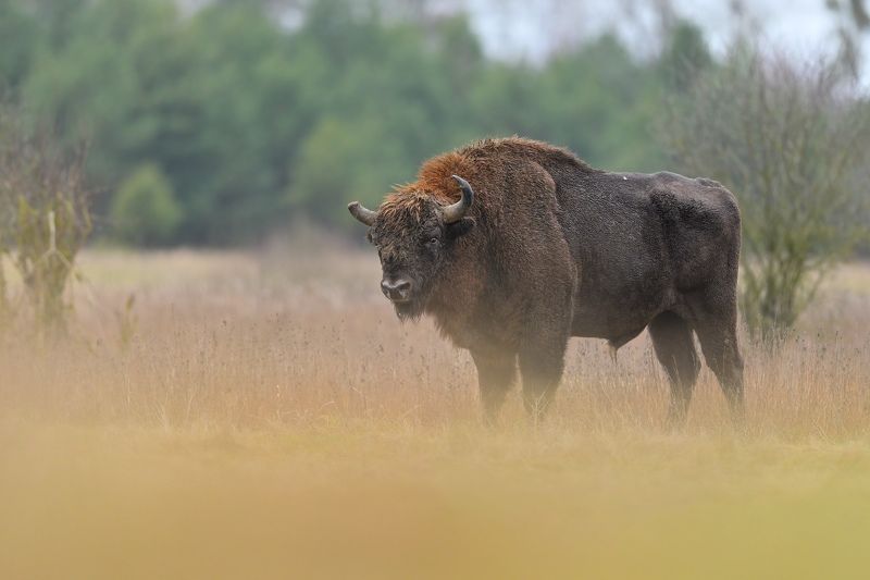warrior, bison, wildlife, nature, animals,  Old warrior фото превью