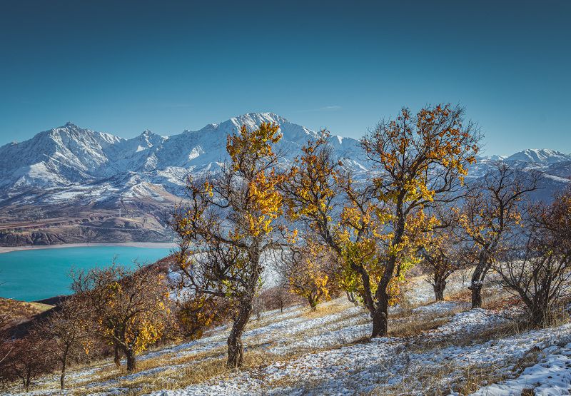 узбекистан, чарвакское водохранилище, чимган, uzbekistan, chimgan Последние листья фото превью