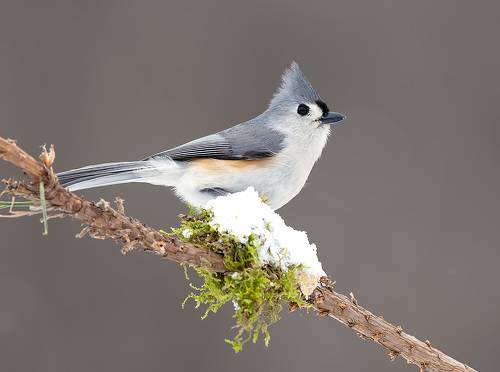 Tufted Titmouse -Острохохлая синица