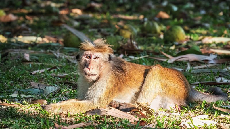 животные, природа, млекопитающие, фотоохота, шри-ланка, макака, обезьяны, sri lanka, wildlife, macaque Обезьяньи деньки фото превью