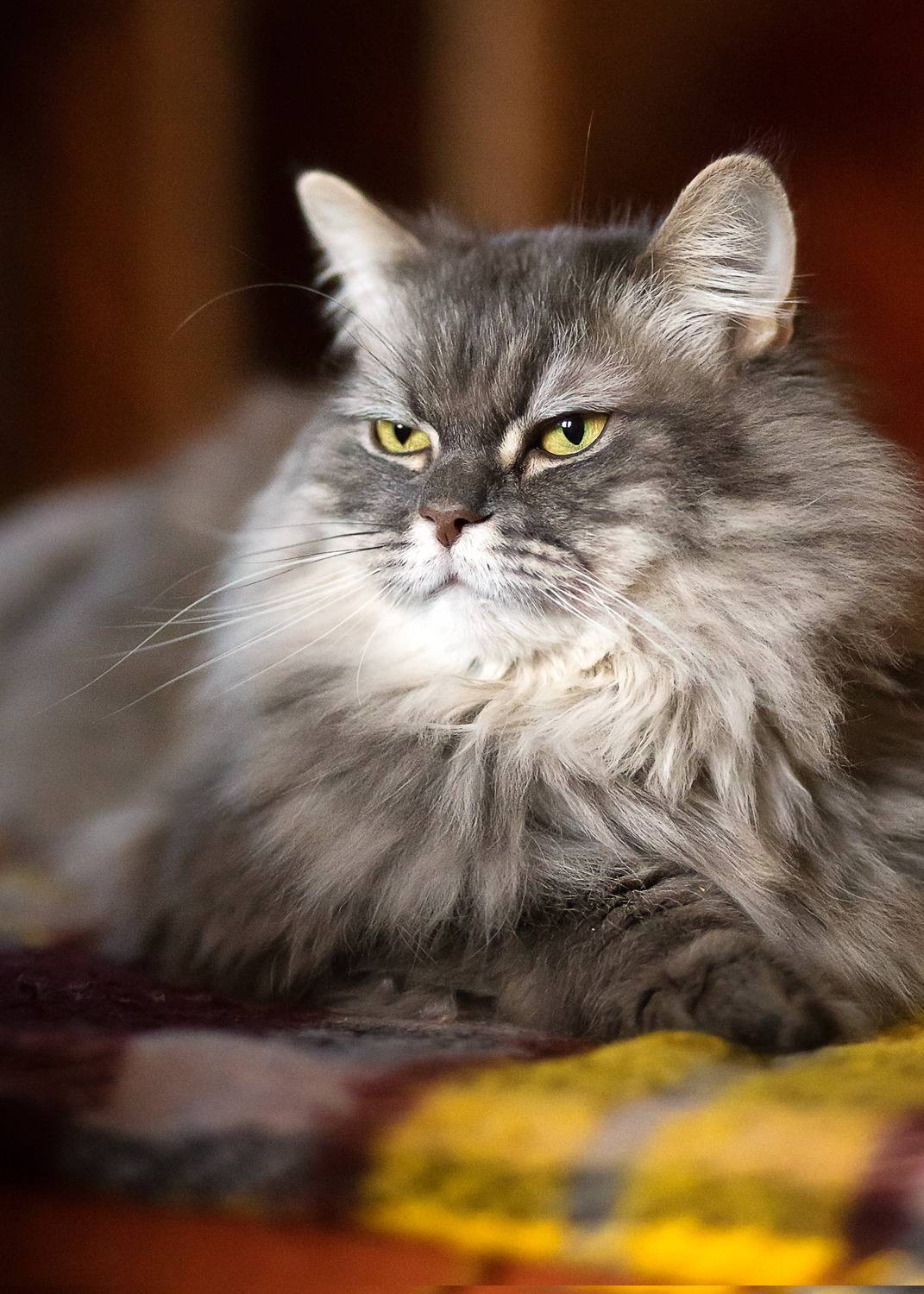 кот, настроение, жизнь, зарядись, про мультики,январское, ГОРЮКИНА ИРИНА