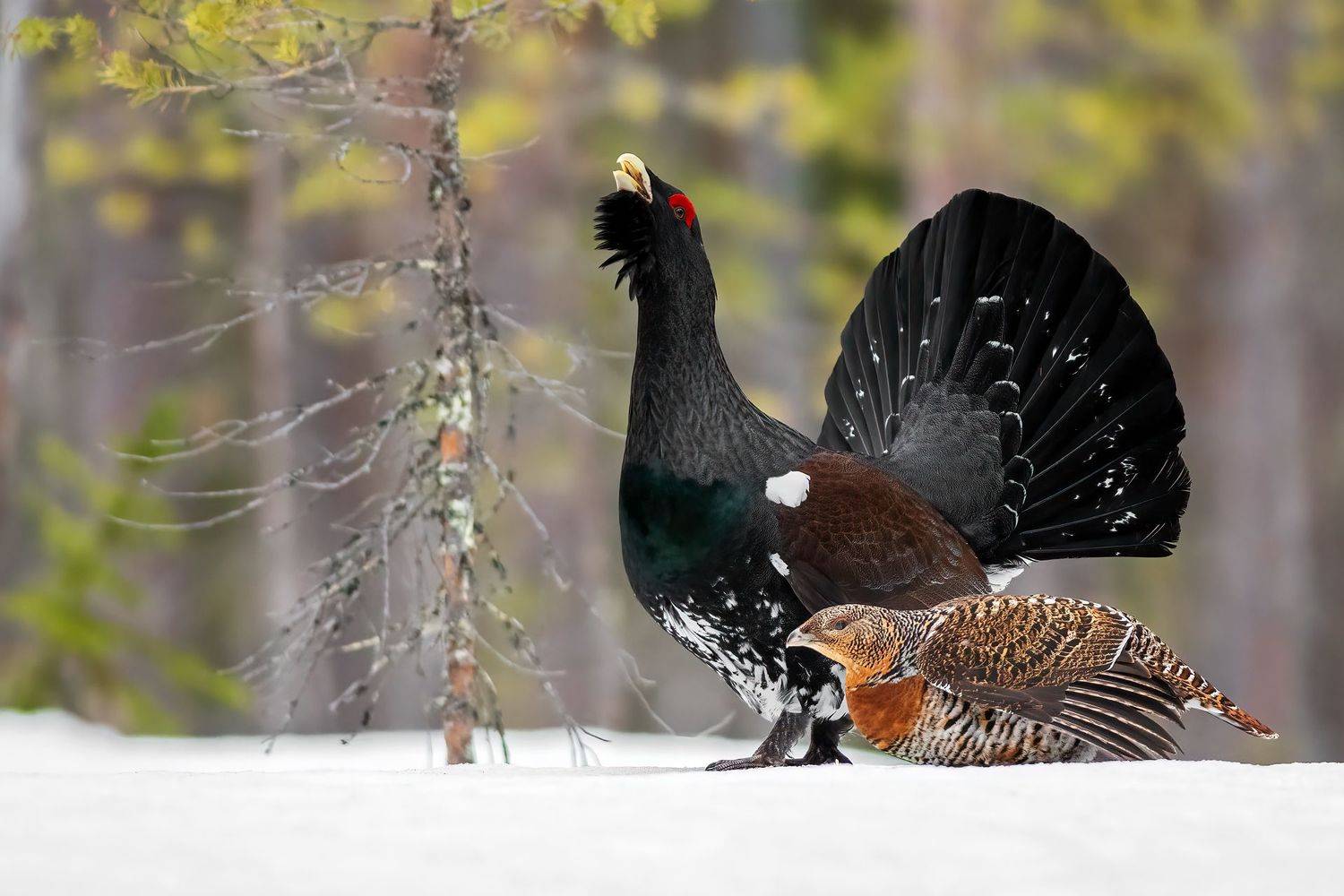 , Калинин Михаил