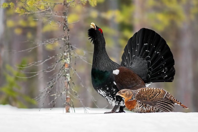 Глухари. фото превью